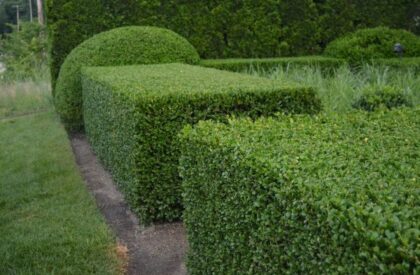 classic-angular-topiary